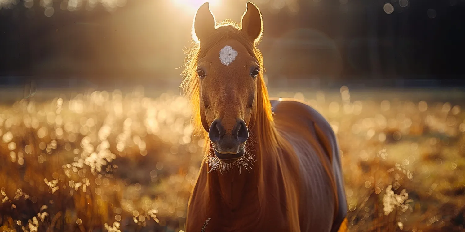 Trawa w rolkach Szczecin