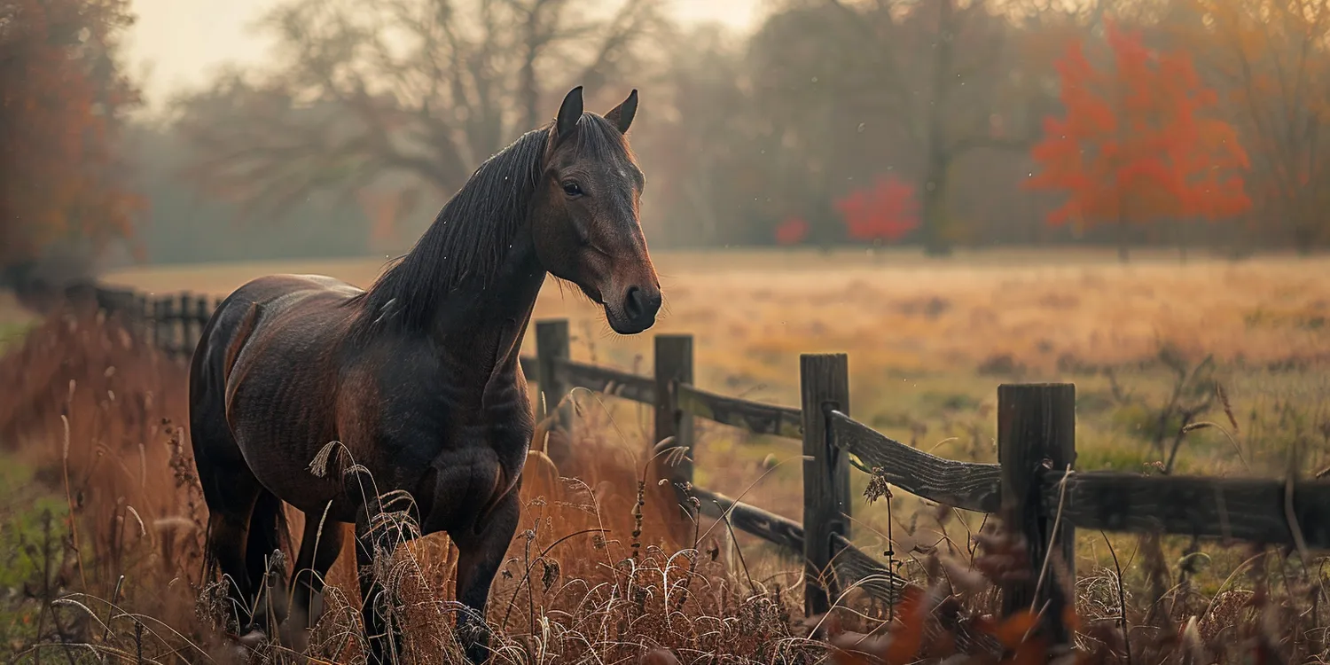 Krematoria dla zwierząt - co warto wiedzieć?